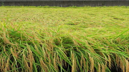 豊作の田圃風景