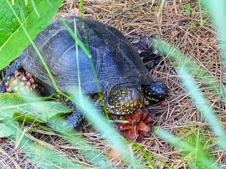 turtle in the grass