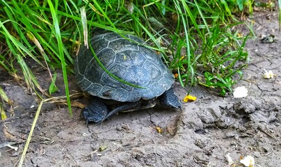 turtle on the grass