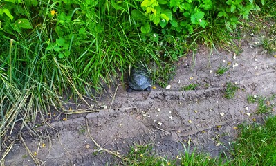 Черепашка turtle in the grass