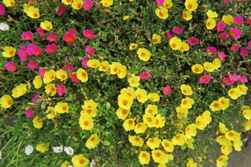 夏の花壇に咲くハナスベリヒユ