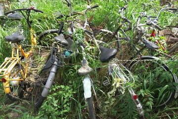 草むらに放置された自転車