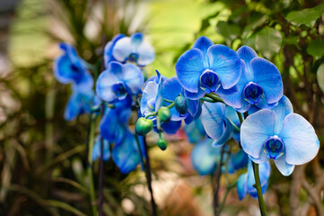 Branch with blue flowers orchid blossom close-up. Fresh natural exotic flower, orchid flower