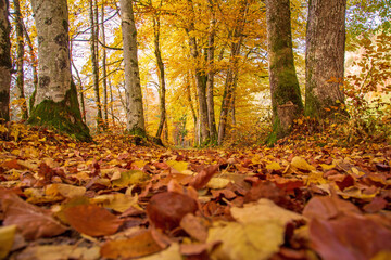 Herbst - Laub - Weg - Bäume - leuchtend