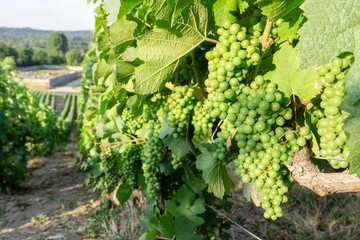 Fototapeta na wymiar Close up vine green grape in champagne vineyards at montagne de reims countryside village background, Reims, France