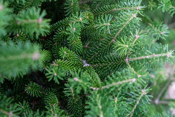 Green Christmas tree branches background. Greek fir, Abies Cephalonica.