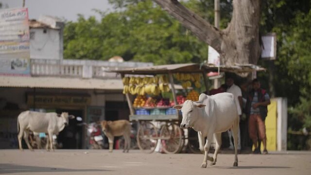 A white Indian cow is walking on the streets in front of street food market stand 4K
