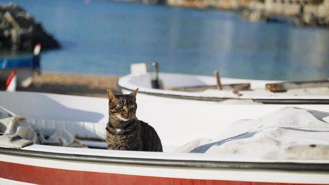 Cat on the boat. Funny tiger green-eyed cat sitting on a fishing boat and looks out to sea. Sailor cat. Cute stray cat chilling on a sunny day. Fluffy animal on the beach. Fishermans boat parking.