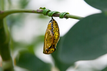 オオゴマダラチョウのサナギ