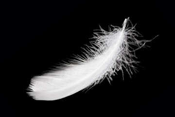 Fluffy white feather isolated on black background