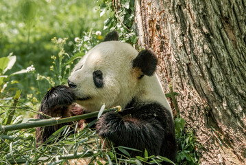 Giant Panda (Ailuropoda melanoleuca)