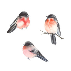 Birds bullfinches, watercolor set symbols winter and Christmas for your design invitation, greeting or congratulation cards, wrapping paper, decors, wallpapers or textile.