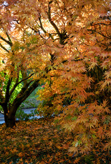 Autumnal Leaves On The Trees At Batsford Arboretum