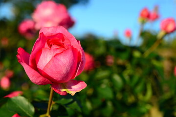 赤系の色合いのバラ