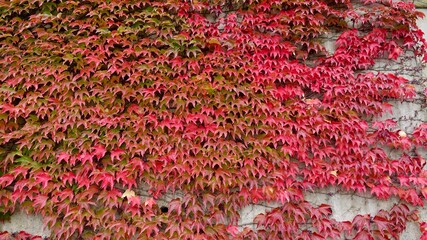 Herbstlaub, rot gefärbt