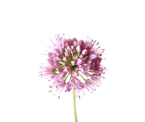 Obraz premium Chives with Flowers isolated on white background
