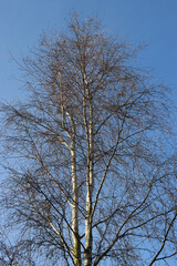 Silver birch tree