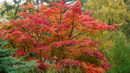 Herbstlaub, rot gefärbt