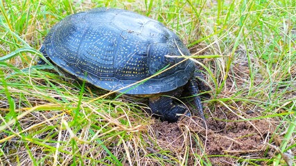 turtle in the grass