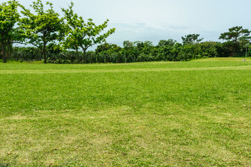 石垣島の芝生と小さな森
