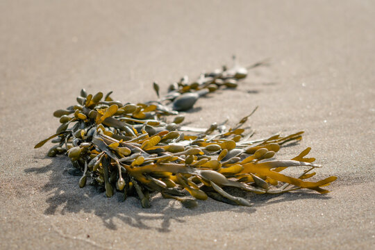 Seaweed washed up on the beach 2