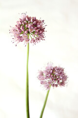 Chives with Flowers isolated on white background