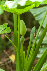 食わず芋の花のツボミ