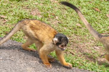 放し飼いにされているリスザル