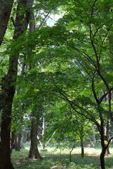 日本の埼玉県、初夏の平林寺の美しい自然の風景