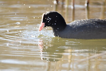 Water hen