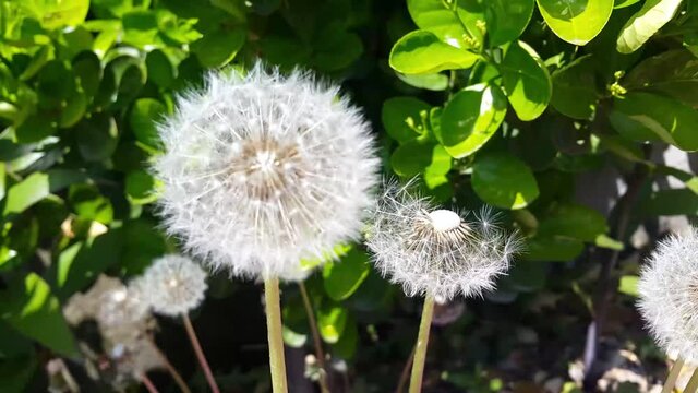 White puff flower with green leaves moving in fresh air during spring season