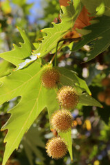 The seeds of the plane tree