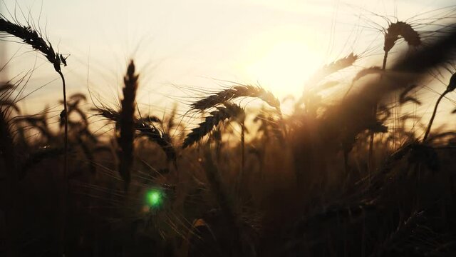 agriculture concept a golden sunset over wheat field. lifestyle wheat harvest ears slow motion video on background sunset sky