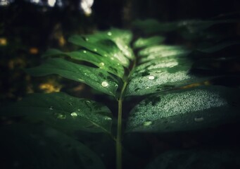 leaf in the rain