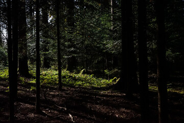 Licht im Wald 