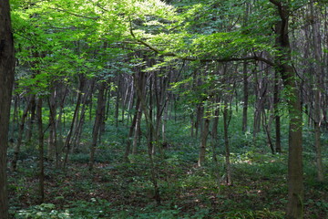 日本の埼玉県、初夏の平林寺の美しい自然の風景