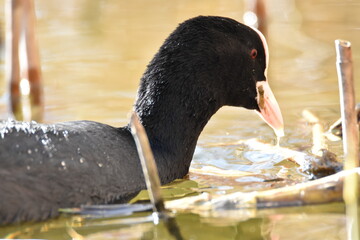 Water hen