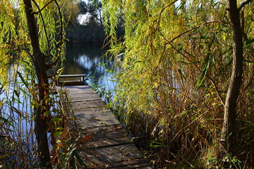 A view of river bathed in golden light with a wooden pontoon and a weeping willow tree. Beautiful autumn