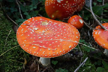 Fliegenpilz