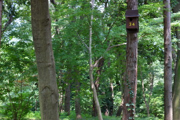 日本の埼玉県、初夏の平林寺の美しい自然の風景