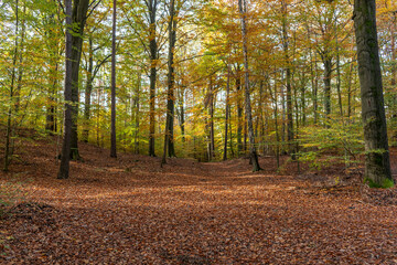 Colorful autumn landscape. Autumn trees in the park