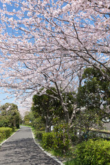 引地川緑道（藤沢市辻堂大平台付近） 