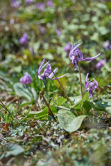 春を告げる、かたくりの花