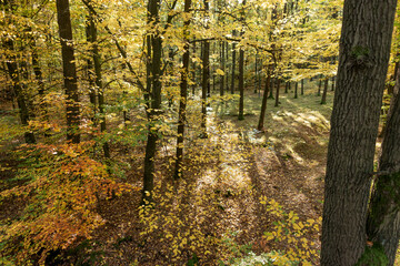 Colorful autumn landscape. Autumn trees in the park