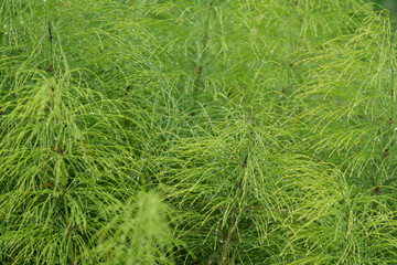 Leaves of a meadow shady horsetail (Equisetum pratense) as Nature background. Medicinal plant.