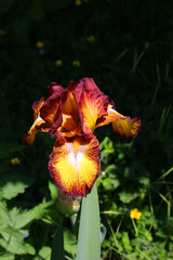 Yellow and dark red Iris blossom against black natural background