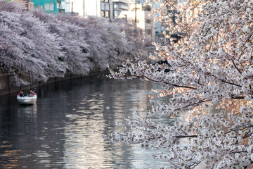 大岡川・旭橋から（横浜市中区日ノ出町）