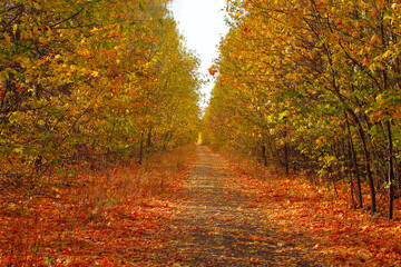 road in the autumn forest