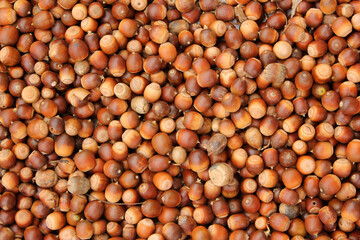 A lot of dried acorn. Autumn background