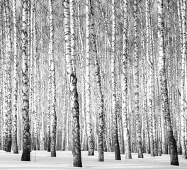 Winter birch grove in sunlight black and white